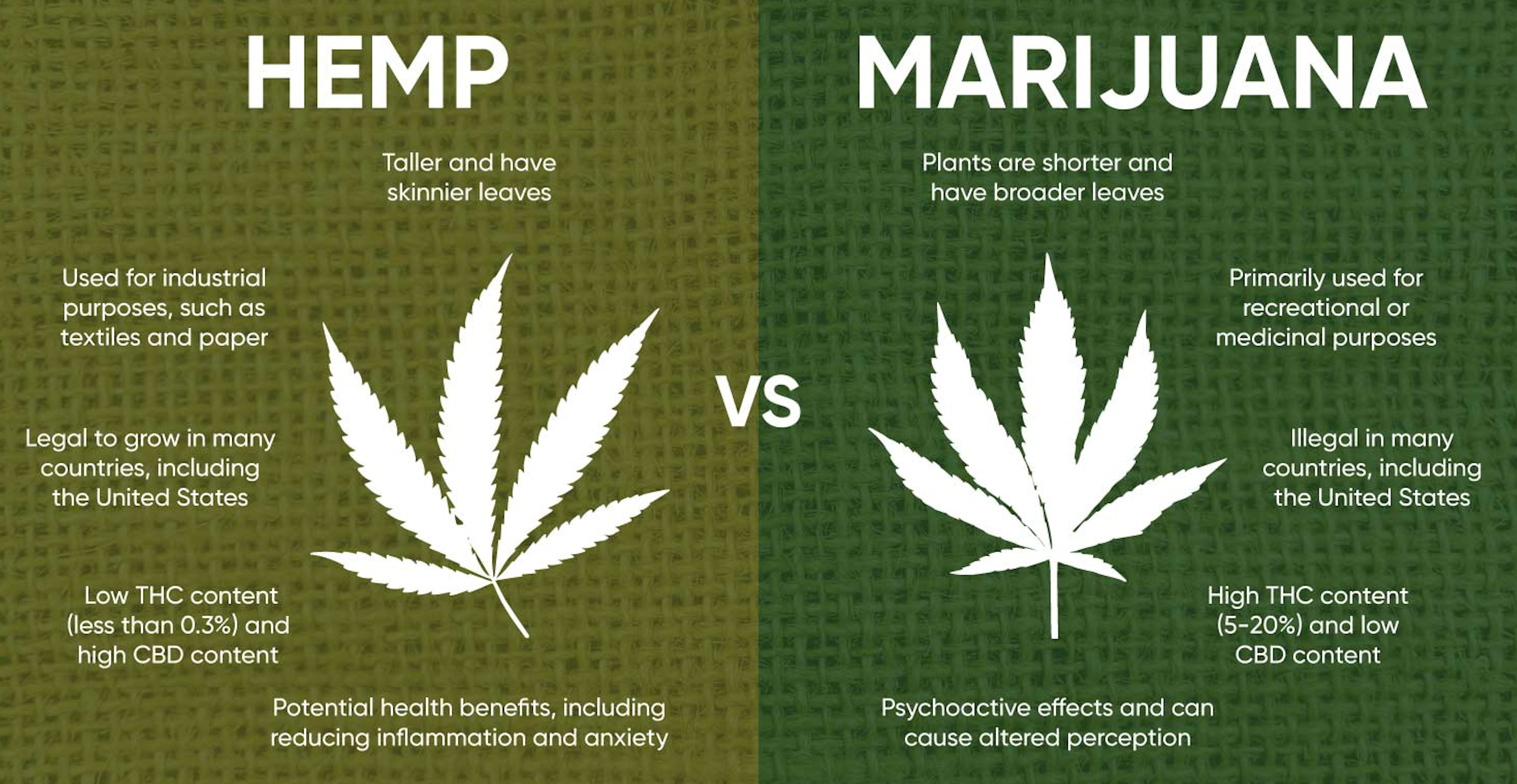 Cannabis